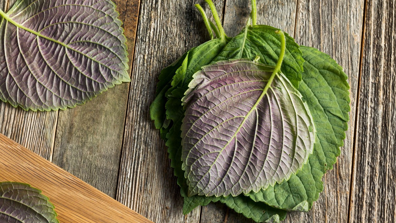 Tác dụng cây tía tô