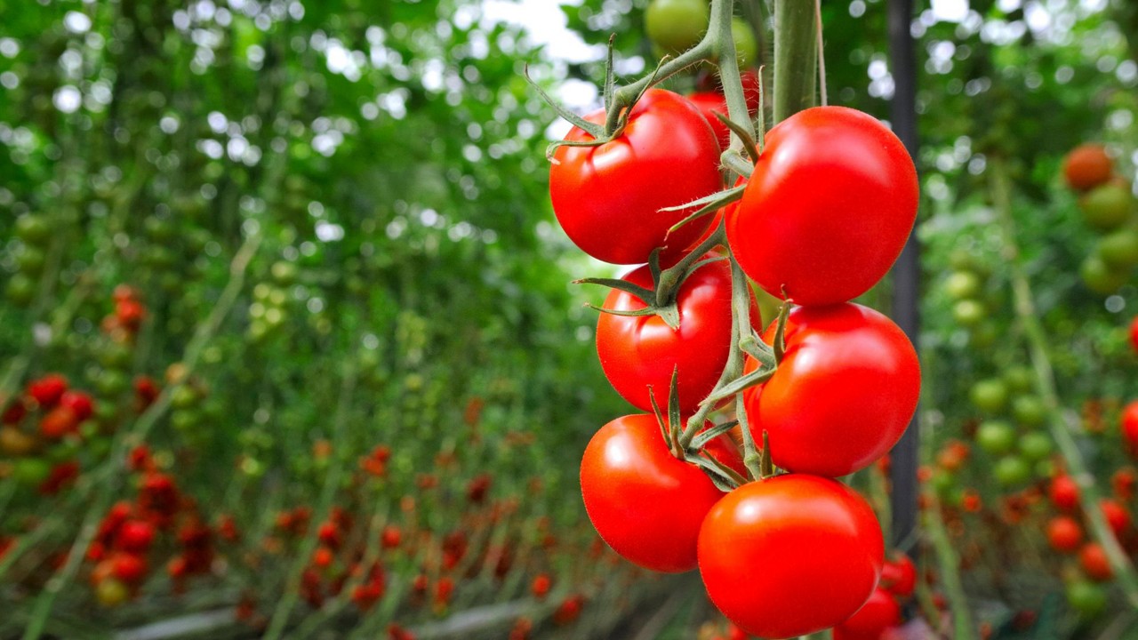 Ăn cà chua có tác dụng gì? Các lưu ý cần tránh khi ăn sống | ăn cà chua sống có tác dụng gì | AIA Vietnam