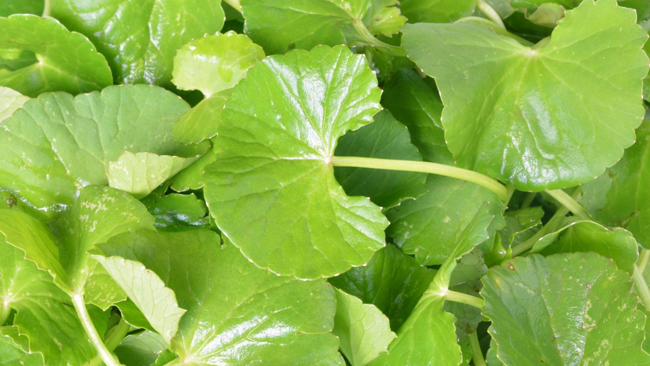 [Tổng hợp] 9 cách dùng rau má trị mụn đơn giản mà hiệu quả cao | AIA ...